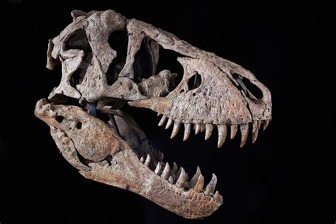 Tyrannosaurus rex Fossil .